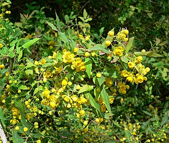 Nevin's Barberry (Mahonia nevinii)