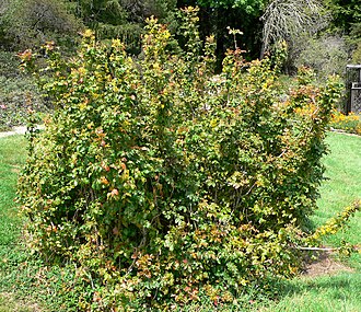California Barberry (Mahonia pinnata)