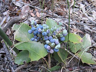 Creeping Oregon Grape (Mahonia repens)