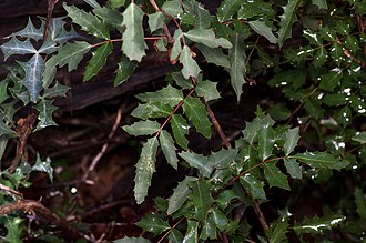 Texas Barberry (Mahonia swaseyi)