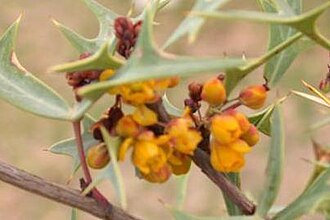 Agarita (Mahonia trifoliolata)