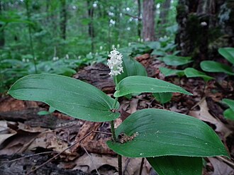 Canada Mayflower (Maianthemum canadense)