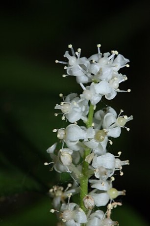 False Lily of the Valley (Maianthemum dilatatum)