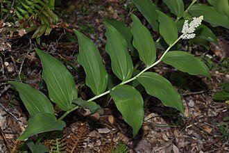 False Solomon's Seal (Maianthemum racemosum)