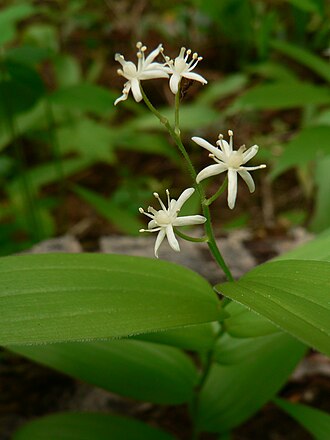 Starry False Solomon's Seal (Maianthemum stellatum)