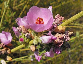 Chaparral Mallow (Malacothamnus fasciculatus)