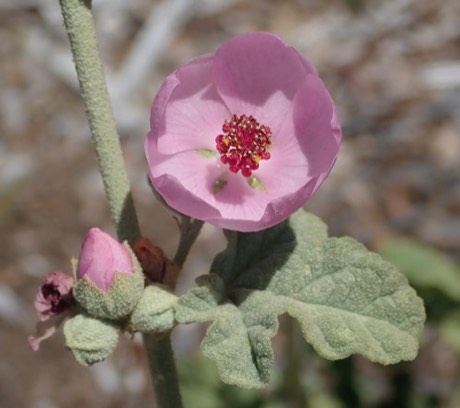 Mendocino Bush Mallow (Malacothamnus mendocinensis)
