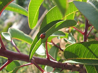 Laurel Sumac (Malosma laurina)