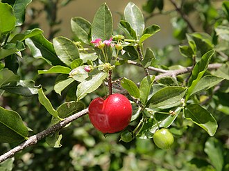 Barbados Cherry (Malpighia glabra)
