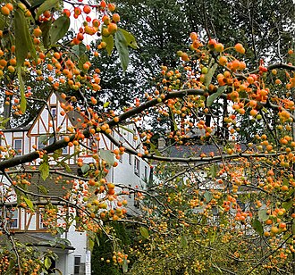 Southern Crabapple (Malus angustifolia)