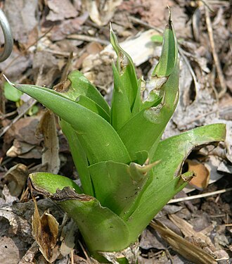 False Aloe (Manfreda virginica)