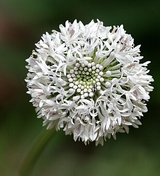 Barbara's Buttons (Marshallia obovata)