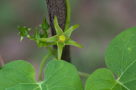 Anglepod Milkvine (Matelea gonocarpos)