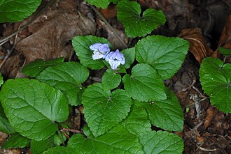 Meehan's Mint (Meehania cordata)