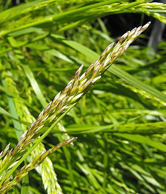 Coast Range Melic (Melica imperfecta)