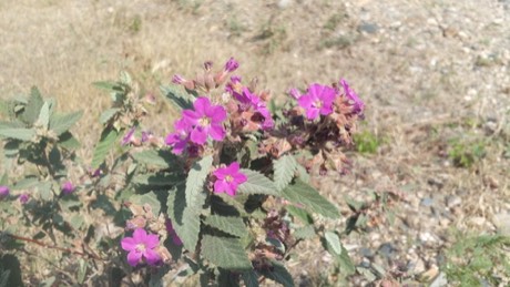 Woolly Broomwood (Melochia tomentosa)