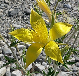 Blazing Star (Mentzelia laevicaulis)