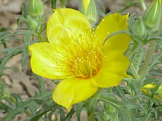 Lindley's Blazing Star (Mentzelia lindleyi)
