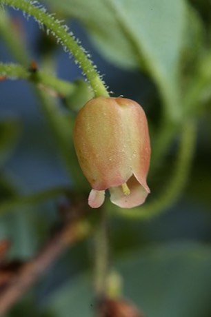 Fool's Huckleberry (Menziesia ferruginea)