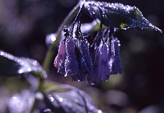 Mountain Bluebells (Mertensia ciliata)