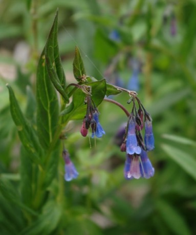 Franciscan Bluebells (Mertensia franciscana)
