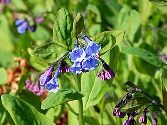 Virginia Bluebells (Mertensia virginica)