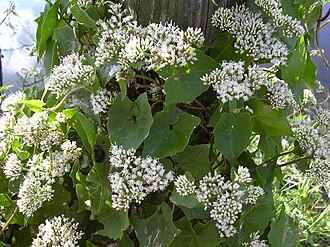 Climbing Hempvine (Mikania scandens)