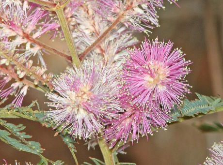 Velvetpod Mimosa (Mimosa dysocarpa)