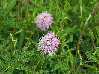 Sunshine Mimosa (Mimosa strigillosa)