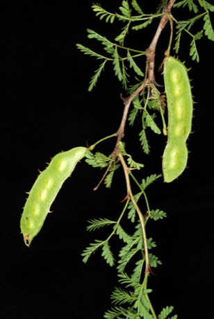 Texas Mimosa (Mimosa texana)