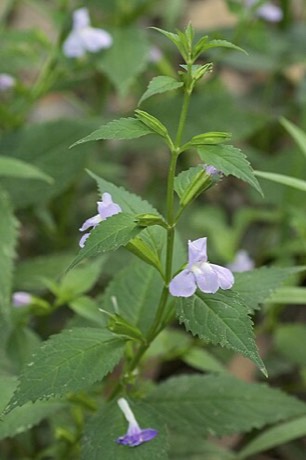 Sharpwing Monkeyflower (Mimulus alatus)