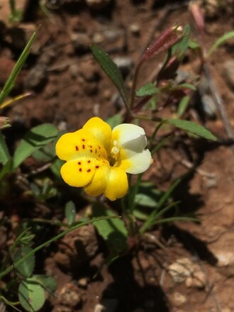 Yellow-and-white Monkeyflower (Mimulus bicolor)