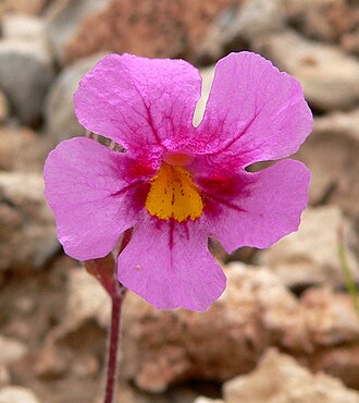 Bigelow's Monkeyflower (Mimulus bigelovii)