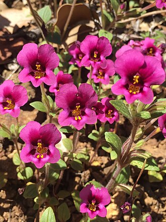 Kellogg's Monkeyflower (Mimulus kelloggii)