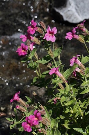 Lewis's Monkeyflower (Mimulus lewisii)