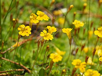 Primrose Monkeyflower (Mimulus primuloides)