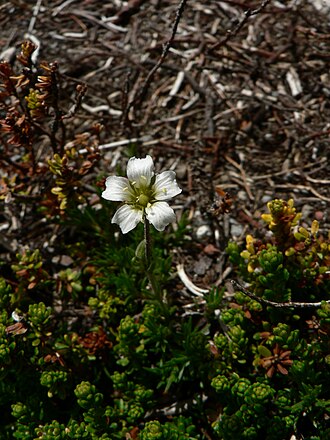 Alpine Sandwort (Minuartia obtusiloba)