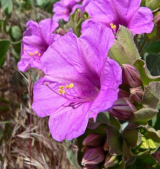 Colorado Four O'Clock (Mirabilis multiflora)