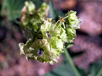 Wild Four O'Clock (Mirabilis nyctaginea)