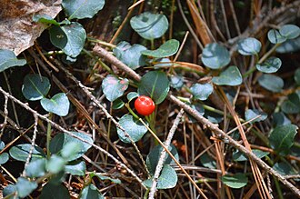 Partridgeberry (Mitchella repens)