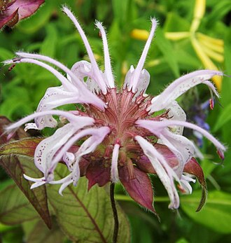Eastern Bee Balm (Monarda bradburiana)