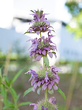 Lemon Bee Balm (Monarda citriodora)