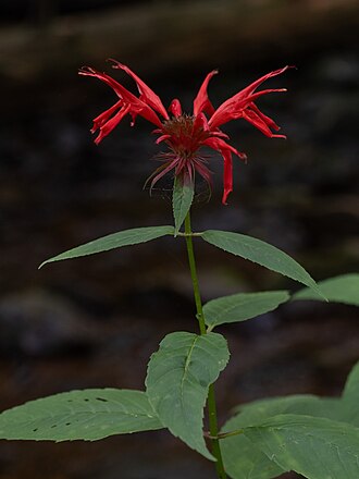Scarlet Bee Balm (Monarda didyma)