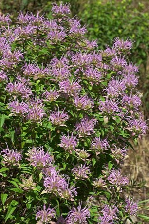 Wild Bergamot (Monarda fistulosa)