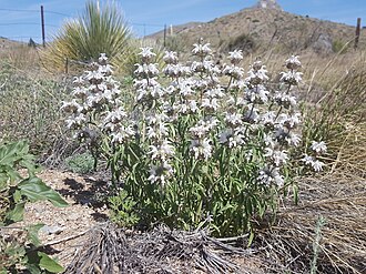 Plains Beebalm (Monarda pectinata)
