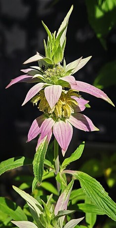 Spotted Beebalm (Monarda punctata)
