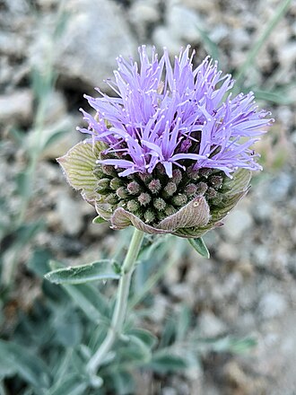 Flaxleaf Monardella (Monardella linoides)