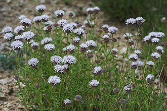 Mountain Coyote Mint (Monardella odoratissima)
