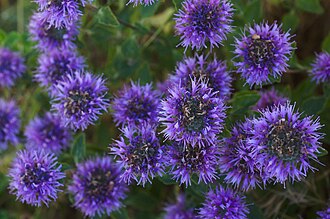 Coyote Mint (Monardella villosa)