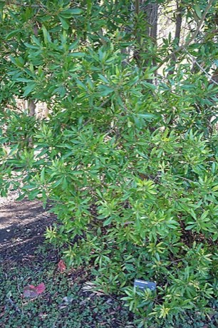 Pacific Wax Myrtle (Morella californica)